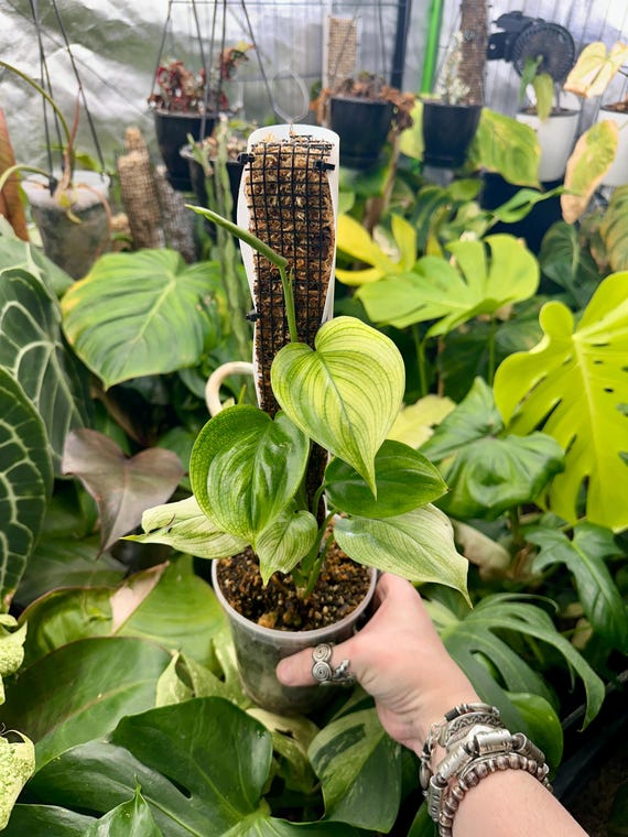 Scindapsus White Monster