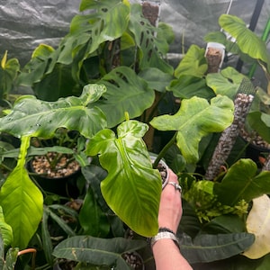Philodendron Barrosoanum - Etsy