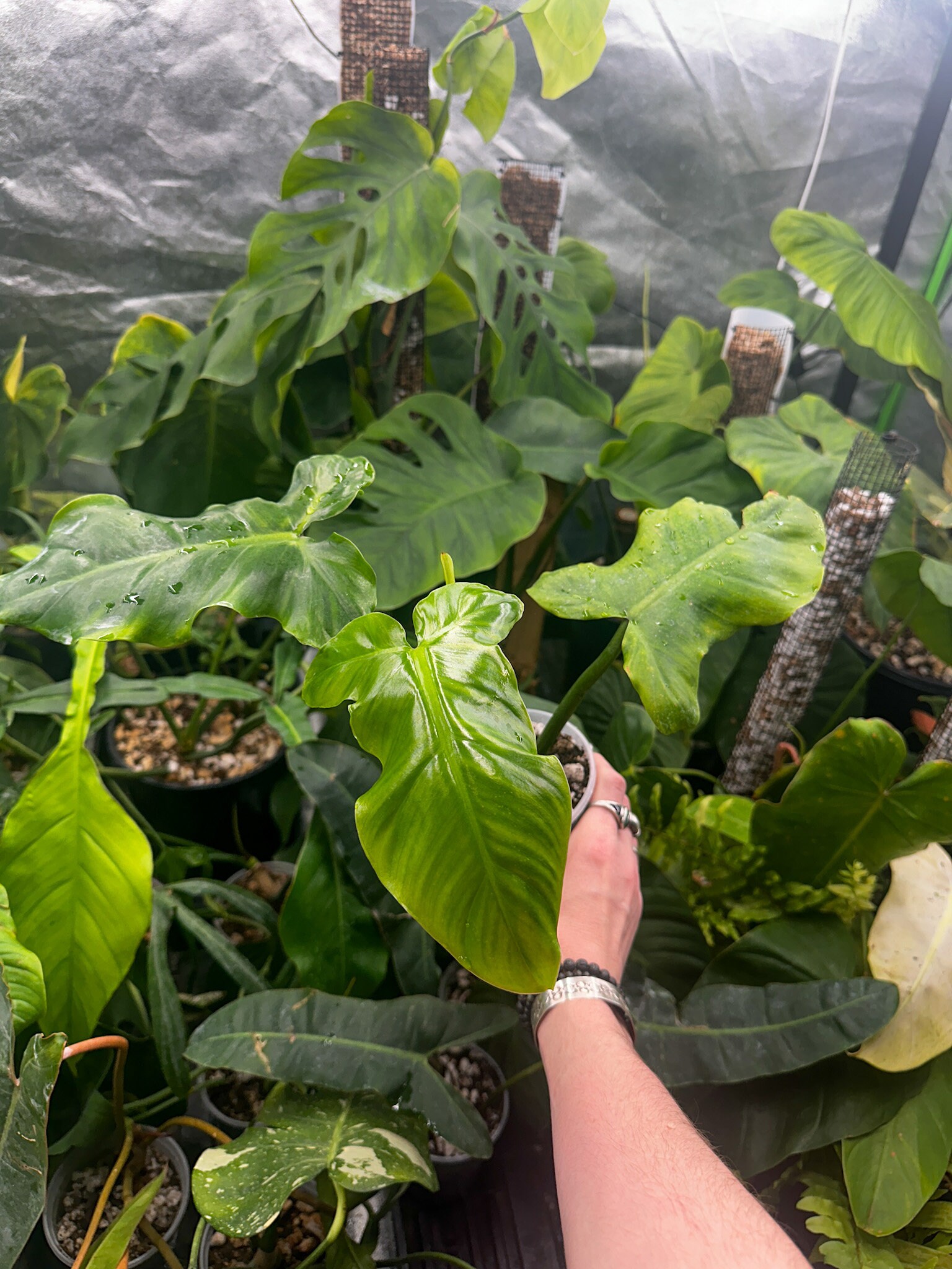 Philodendron Barrosoanum - Etsy