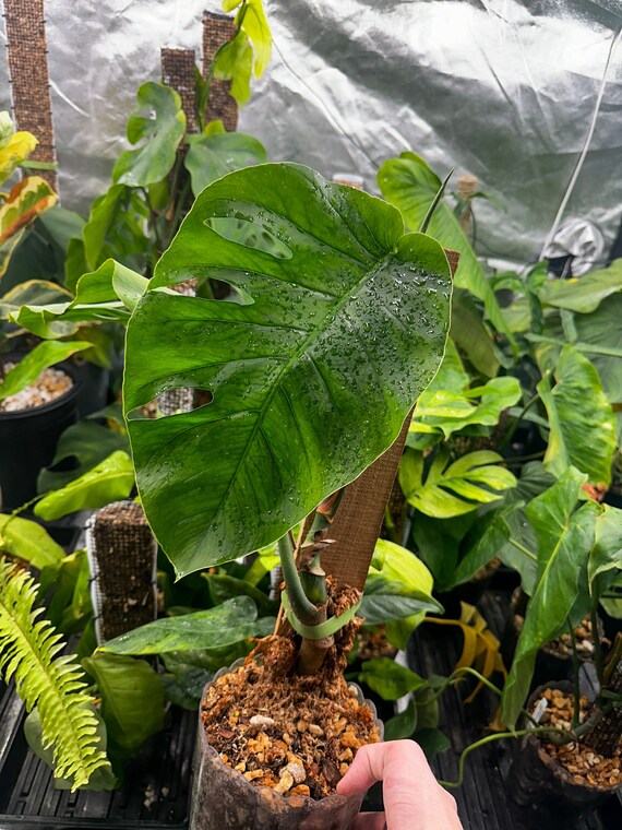 Monstera Dubia Mature Size - Green Form