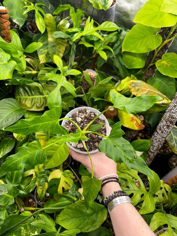Philodendron - 'Revolution Variegated' - Rare Live Plant