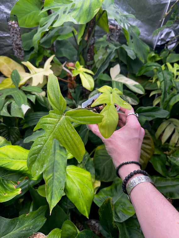 Philodendron Florida Green Ghost Starter Plant