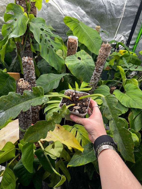 Philodendron Ring of Fire Variegated