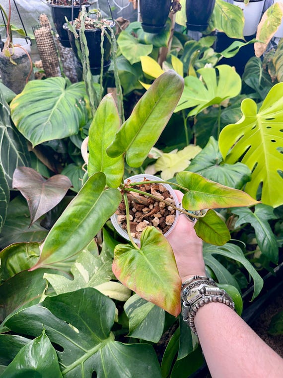 VERY RARE Philodendron Pinnatilobum aff x Jose Buono