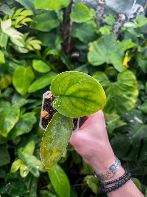 Scindapsus Jade Satin albo Variegated Cutting Rooted - Reverted / Low Color