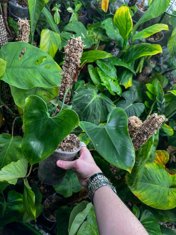 Philodendron Microstictum