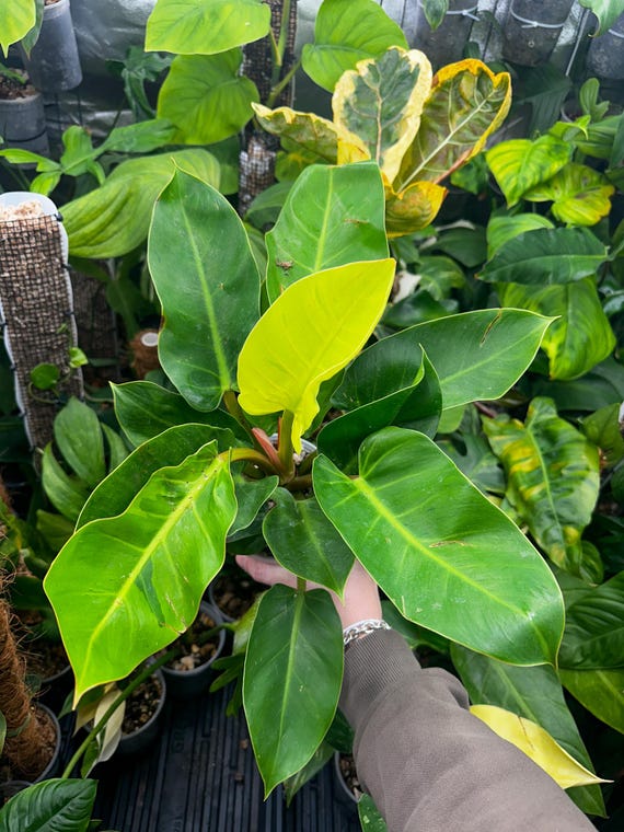 Philodendron Moonlight Variegated
