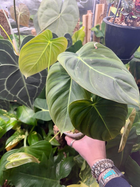Philodendron Melanochysum x Pastazanum