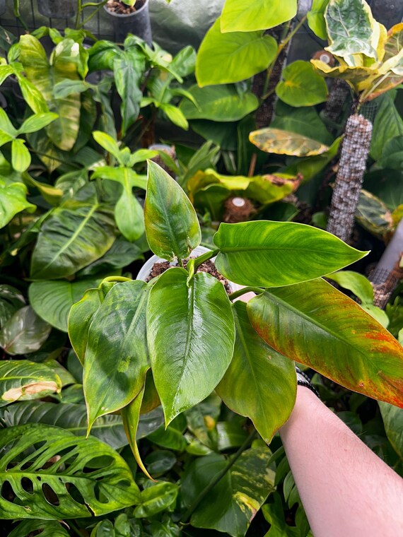 Philodendron Imperial Green Sport Mutation