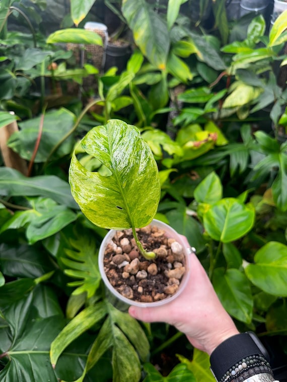 Epipremnum Pinnatum mint Variegated Large Form Butt Cut