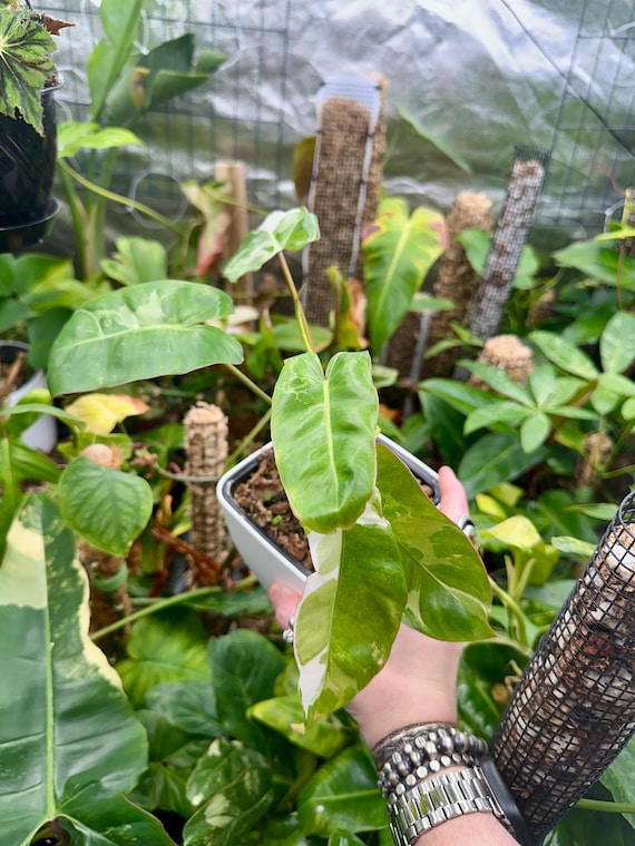 Philodendron Paraiso Verde Albo Variegated