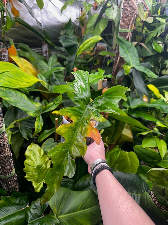 Philodendron Tortum x HYBRID (Hillary)