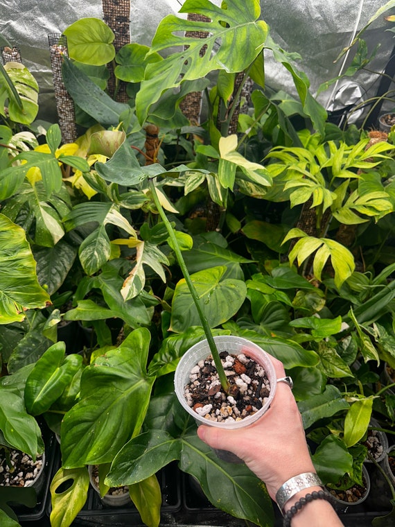 Philodendron Mexicanum Single Leaf Rotted Cutting