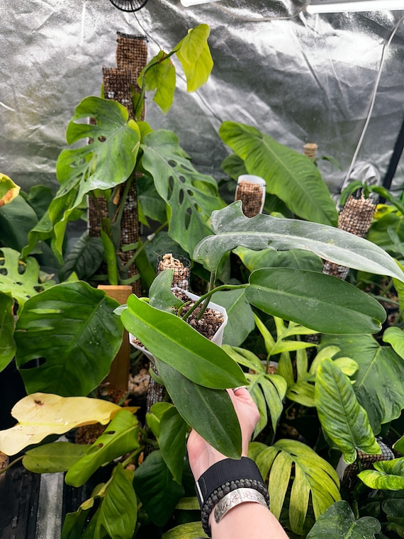 Philodendron Jerry Horne, Rare Philodendron