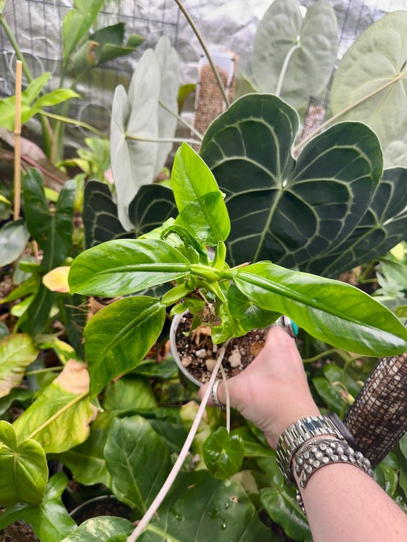 Philodendron Cretosum - Rare (With hitch hiker)