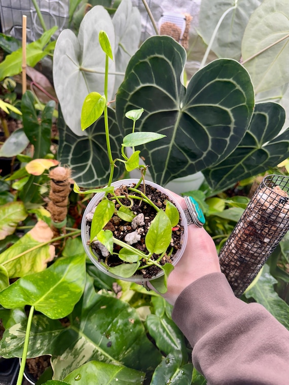 Epipremnum Pinnatum Sunburst Multi Pot