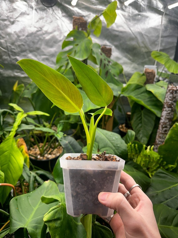 Philodendron Orange Prince Mia - Rare Philodendron