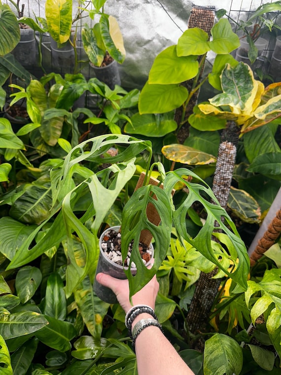 Variegated Monstera Adansonii Low Color Mint full rooted