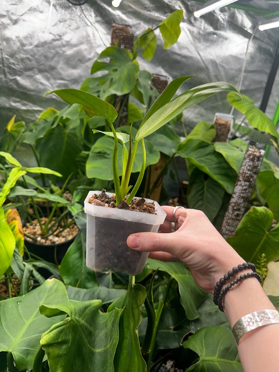 Buy Philodendron Orange Prince Mia - Rare Philodendron Online in India -  Etsy