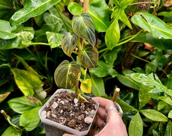 その他観葉植物 122 quelali round x spiritu sancti その他観葉植物 122 quelali round x spiritu sancti Philodendron