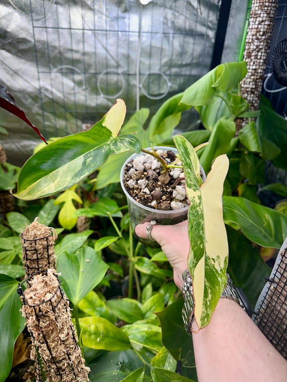 Philodendron Jennifer Variegated- Florida Beauty x Billietiae
