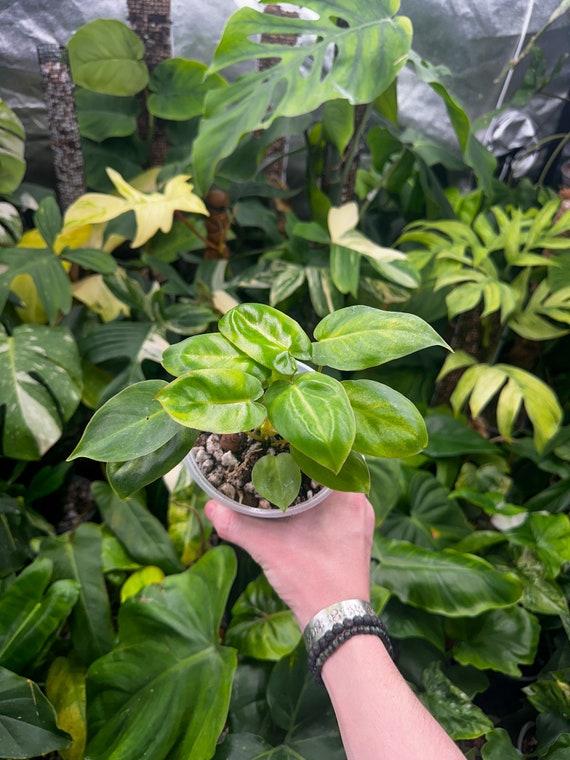 Burle Marx Philodendron