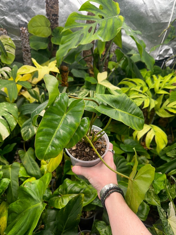 Burle Marx Philodendron