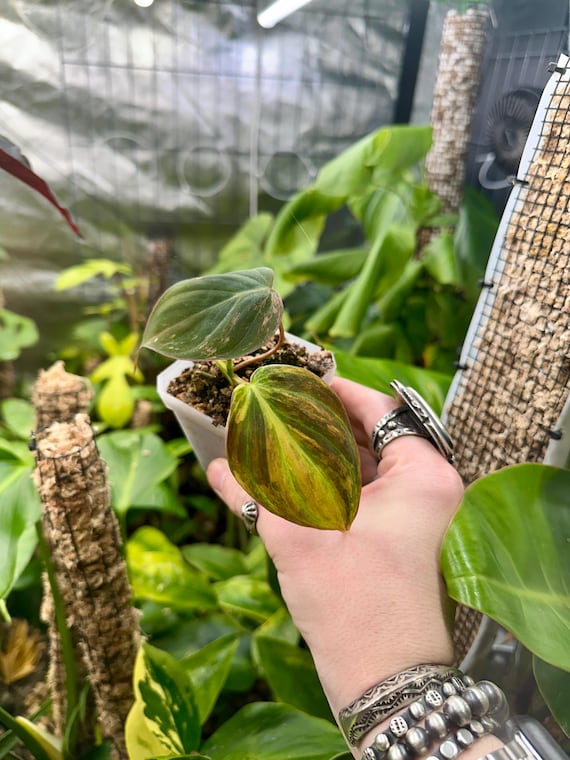 Philodendron Variegated Micans Plant | Pink Aurea TriColor