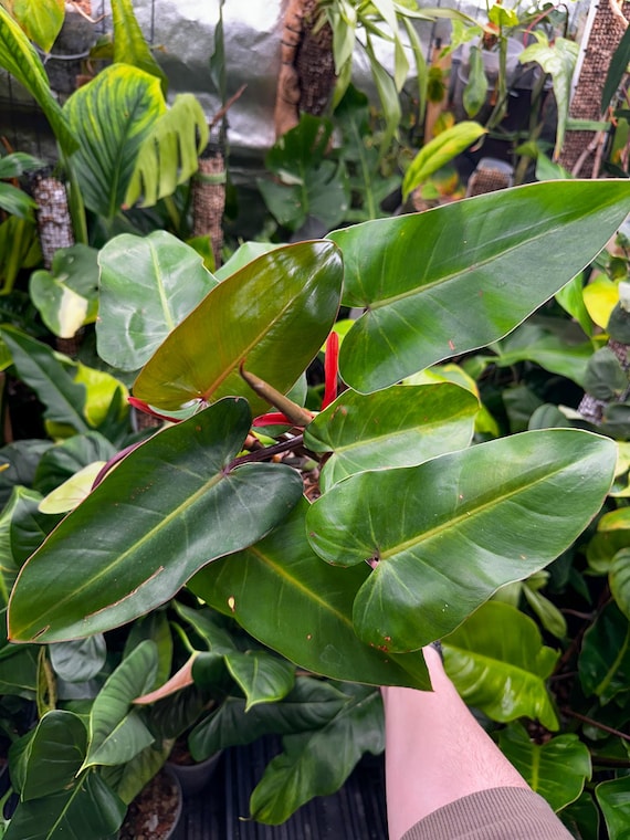 Philodendron Red Emerald