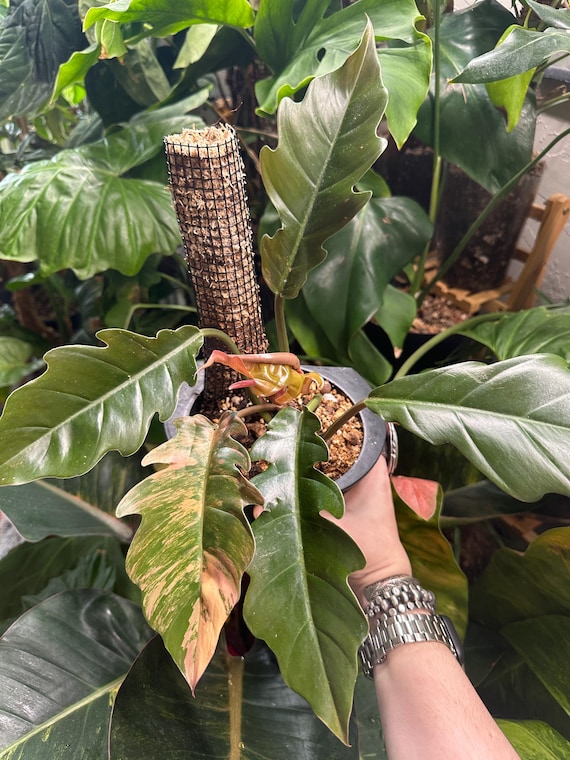 Philodendron Caramel Marble pink