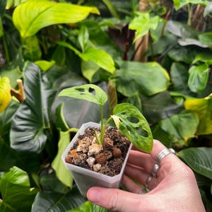 philodendron bipinnatifidum variegata Philodendron Selloum Variegated 4”