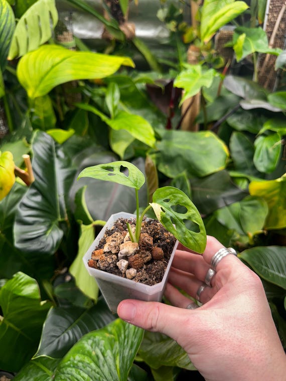 Tricolor Variegata Albo Monstera adansonii
