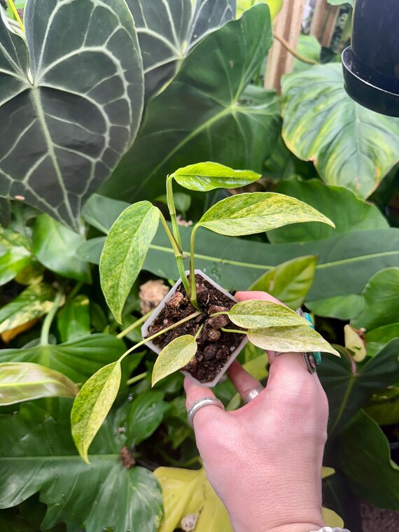 Monstera Laniata Mint Variegated