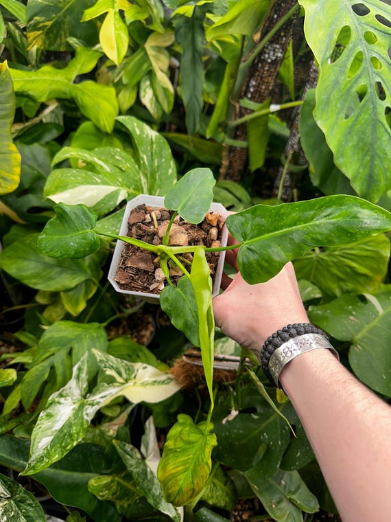 Mutant Philodendron Sp