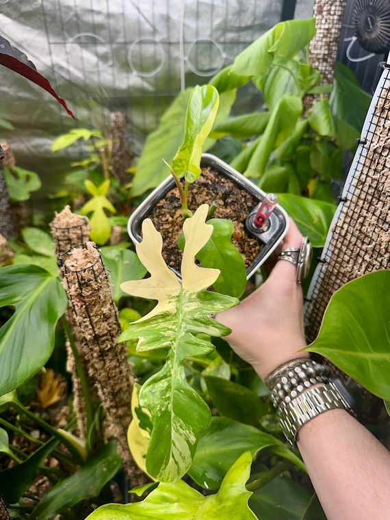 Philodendron Variegated Florida Beauty X Mayoi Narrow