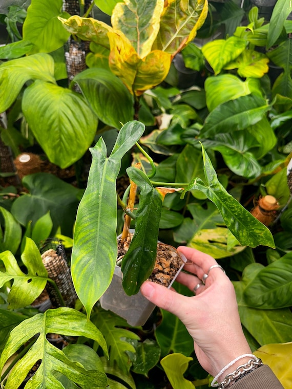 Philodendron 69686