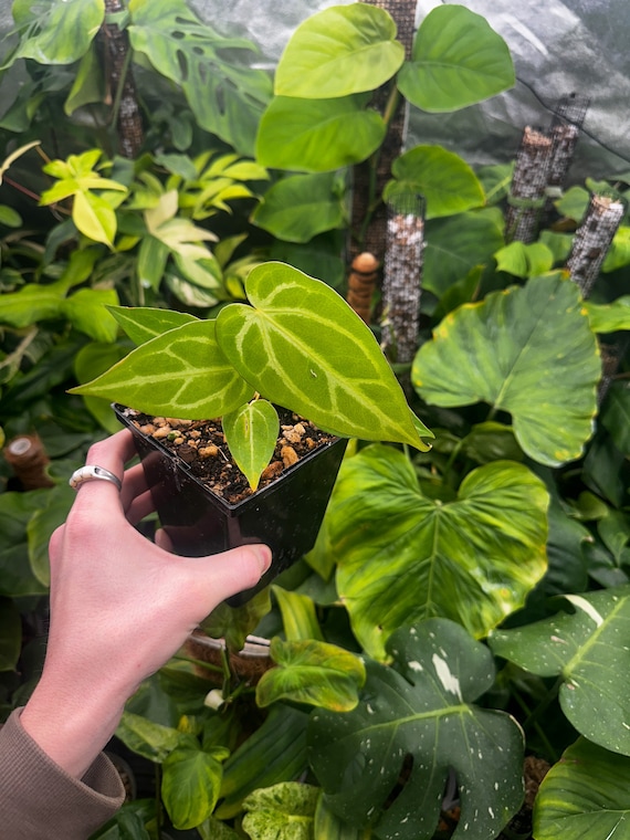 Anthurium Magnificum ‘Silver’