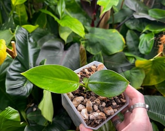 kangaroo plants Kangaroo Paw — Green Acres Nursery & Supply