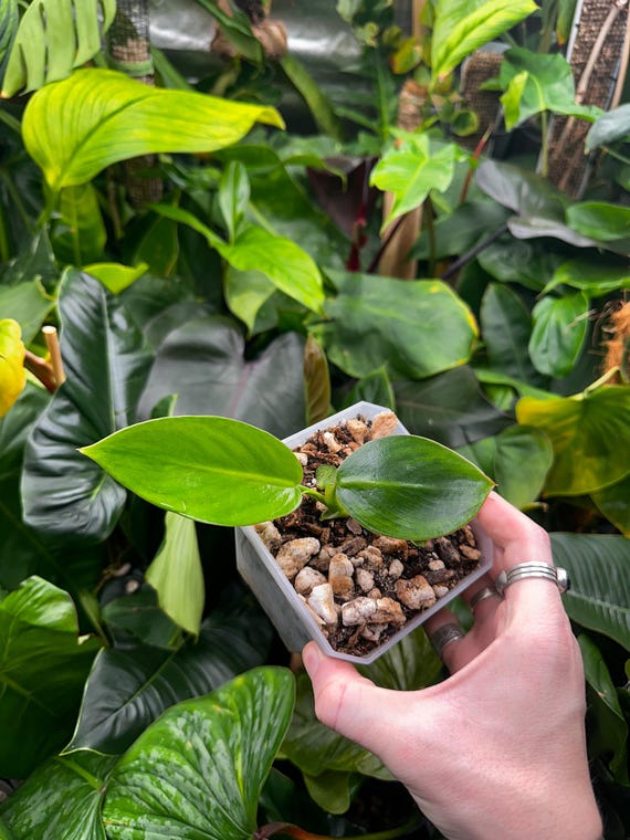 Philodendron Sp Rugo