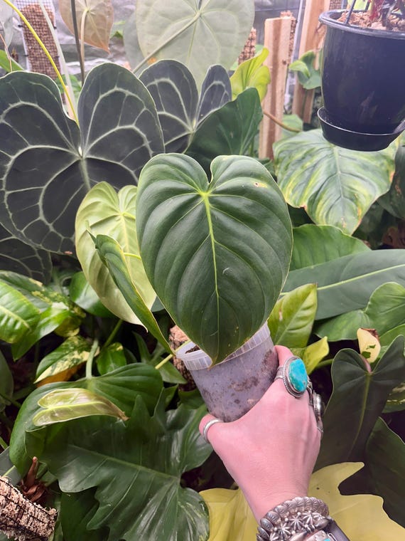 Philodendron Melanochysum x Pastazanum
