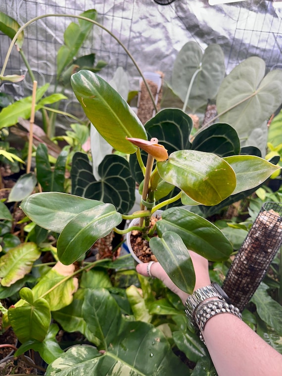 Philodendron Ruaysap Wild Form Reverted - Rare