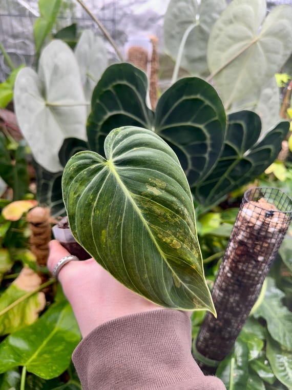 Philodendron Melanochysum Orange/Green Variegated