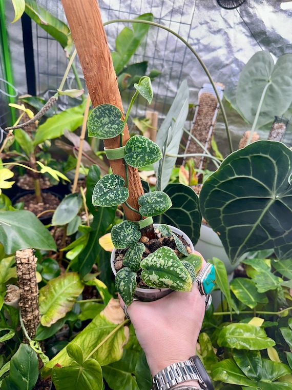 Scindapsus Tricolor Dark