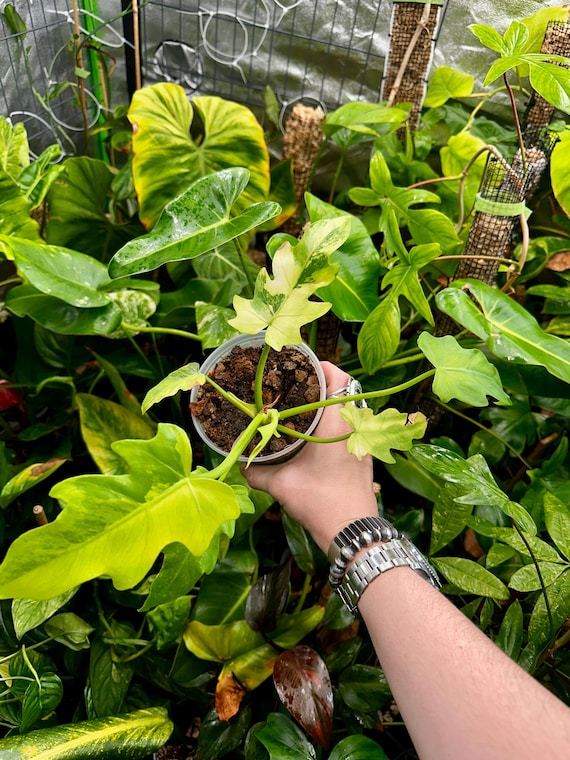 Philodendron Radiatum Variegated