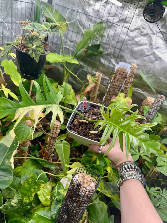 Philodendron Variegated Florida Beauty X Tortum Narrow