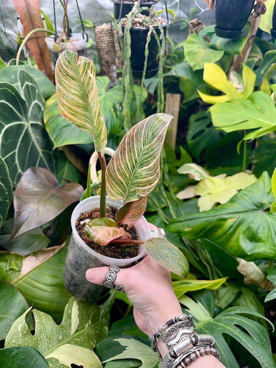 Philodendron Pink Birkin