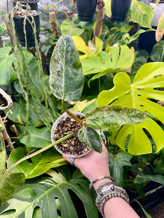 Philodendron Domesticum Mint Marble Variegated