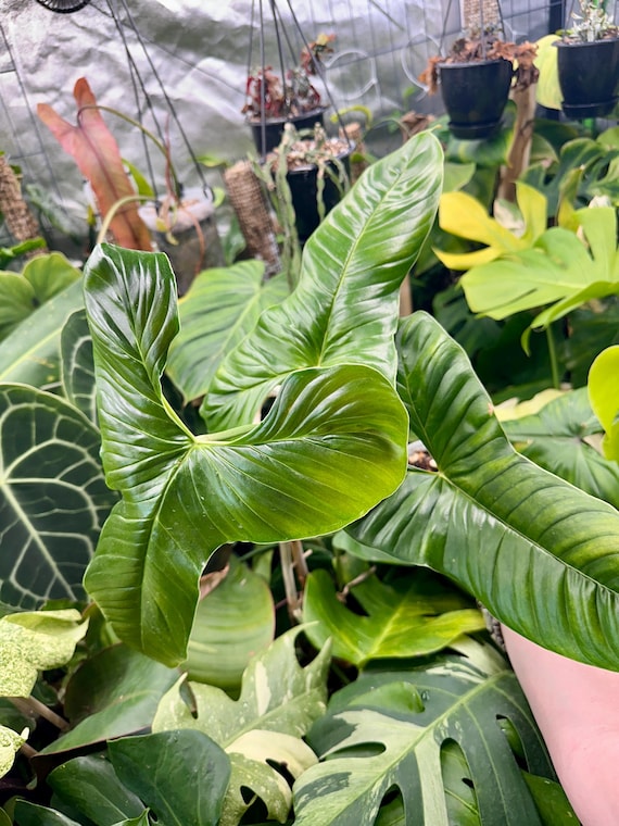 Philodendron Lupinum Mature