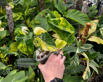 Variegated Burle Marx Philodendron