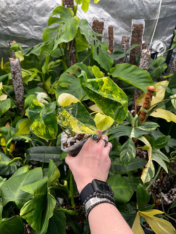 Variegated Burle Marx Philodendron